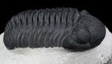 Awesome Phacopid Trilobite - Superb Specimen #36599-2